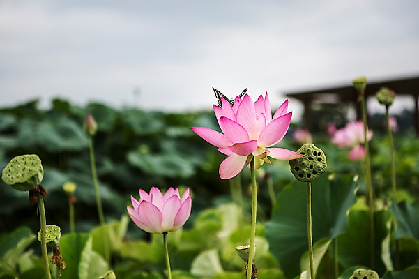 포토 JPG 주간 분홍색 한국 연꽃 사람없음 야외 아웃포커스 두송이 시흥 관곡지 국내포토 자연요소 꽃 아시아 컬러 2 촬영기법 경기도 파일형식