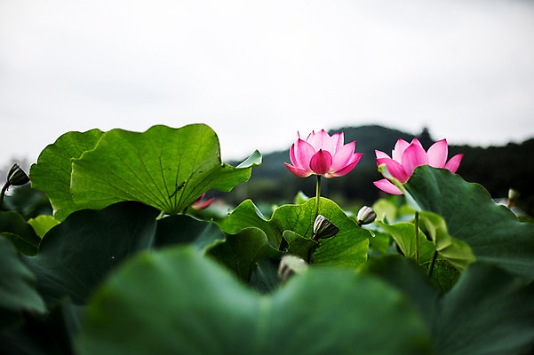 포토 JPG 주간 분홍색 한국 연꽃 사람없음 야외 두송이 연잎 시흥 관곡지 국내포토 자연요소 꽃 아시아 컬러 잎 2 경기도 파일형식