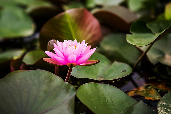 포토 JPG 주간 분홍색 한송이 한국 연꽃 사람없음 야외 연못 연잎 시흥 관곡지 국내포토 자연요소 1 꽃 아시아 컬러 잎 송이 경기도 파일형식