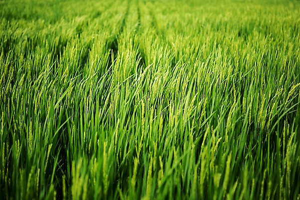 포토 JPG 주간 한국 논 사람없음 야외 초록색 벼 시흥 관곡지 국내포토 자연요소 아시아 컬러 농업 곡류 경기도 파일형식