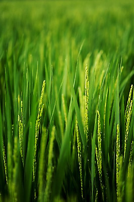 포토 JPG 주간 한국 논 사람없음 야외 초록색 벼 시흥 관곡지 국내포토 자연요소 아시아 컬러 농업 곡류 경기도 파일형식