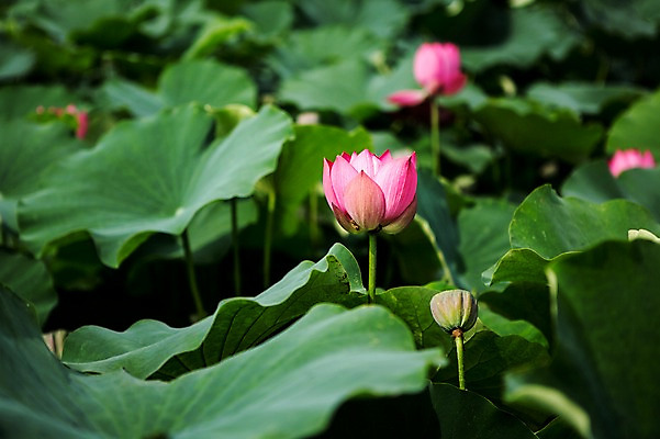 포토 JPG 주간 분홍색 한국 연꽃 사람없음 야외 연잎 시흥 관곡지 국내포토 자연요소 꽃 아시아 컬러 잎 경기도 파일형식
