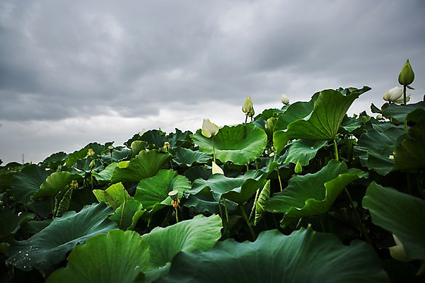 포토 JPG 주간 한국 연꽃 사람없음 야외 연잎 꽃봉오리 흐림 시흥 관곡지 국내포토 자연요소 꽃 아시아 잎 날씨 경기도 파일형식