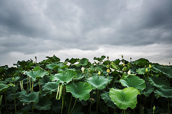 포토 JPG 주간 한국 연꽃 사람없음 야외 연잎 꽃봉오리 흐림 시흥 관곡지 국내포토 자연요소 꽃 아시아 잎 날씨 경기도 파일형식