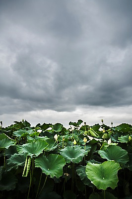 포토 JPG 주간 한국 연꽃 사람없음 야외 연잎 꽃봉오리 흐림 시흥 관곡지 국내포토 자연요소 꽃 아시아 잎 날씨 경기도 파일형식