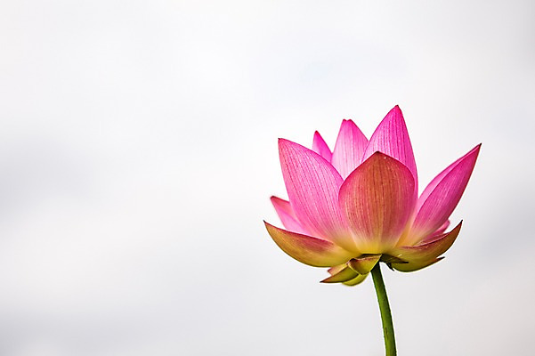 포토 JPG 주간 분홍색 한송이 한국 연꽃 사람없음 야외 시흥 관곡지 국내포토 자연요소 1 꽃 아시아 컬러 송이 경기도 파일형식