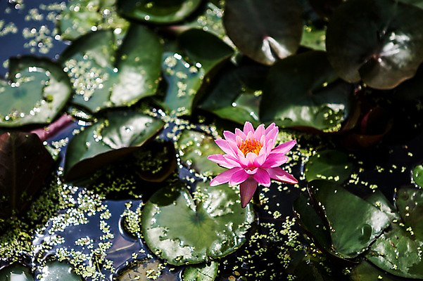 포토 JPG 주간 분홍색 한송이 한국 연꽃 사람없음 야외 연못 연잎 시흥 관곡지 국내포토 자연요소 1 꽃 아시아 컬러 잎 송이 경기도 파일형식