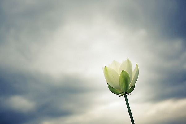 포토 JPG 주간 한송이 한국 연꽃 사람없음 야외 흰색 개화 흐림 시흥 관곡지 국내포토 자연요소 1 꽃 아시아 컬러 날씨 송이 경기도 파일형식