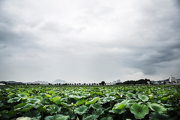 포토 JPG 주간 한국 사람없음 야외 연잎 흐림 시흥 관곡지 국내포토 자연요소 아시아 잎 날씨 경기도 파일형식