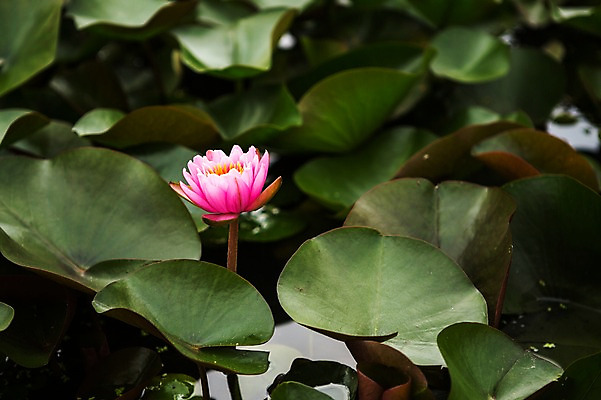 포토 JPG 주간 분홍색 한송이 한국 연꽃 사람없음 야외 연못 연잎 시흥 관곡지 국내포토 자연요소 1 꽃 아시아 컬러 잎 송이 경기도 파일형식