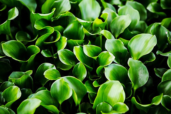 포토 JPG 주간 식물 잎 한국 사람없음 야외 초록색 부레옥잠 시흥 관곡지 국내포토 자연요소 아시아 컬러 경기도 파일형식