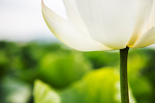 포토 JPG 주간 한송이 한국 연꽃 사람없음 야외 아웃포커스 흰색 시흥 관곡지 국내포토 자연요소 1 꽃 아시아 컬러 촬영기법 송이 경기도 파일형식