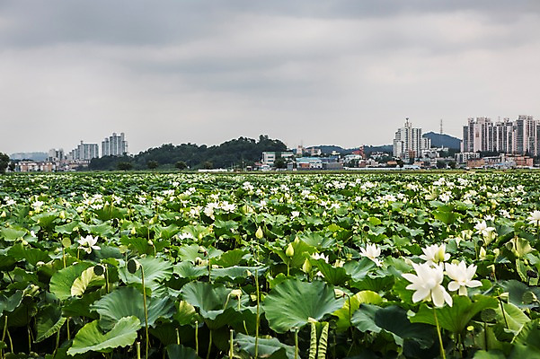 포토 JPG 주간 여러송이 한국 연꽃 사람없음 야외 흰색 연잎 흐림 시흥 관곡지 국내포토 자연요소 꽃 아시아 컬러 다수 잎 날씨 경기도 파일형식
