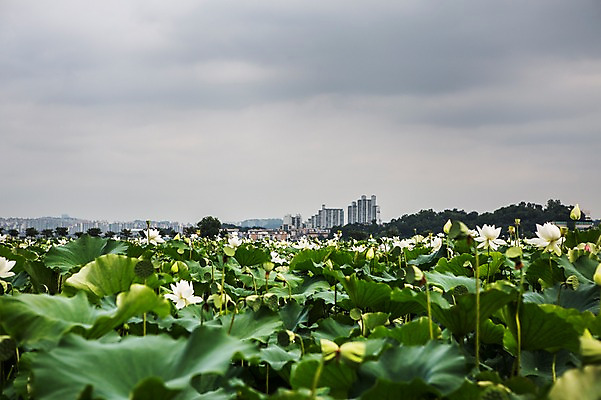 포토 JPG 주간 여러송이 한국 연꽃 사람없음 야외 흰색 연잎 흐림 시흥 관곡지 국내포토 자연요소 꽃 아시아 컬러 다수 잎 날씨 경기도 파일형식