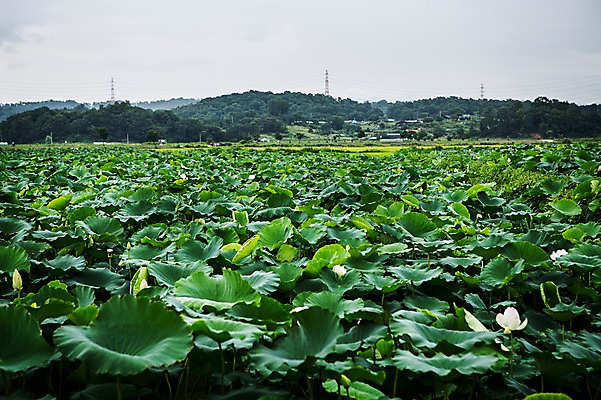 포토 JPG 주간 한국 연꽃 사람없음 야외 흰색 연잎 흐림 시흥 관곡지 국내포토 자연요소 꽃 아시아 컬러 잎 날씨 경기도 파일형식