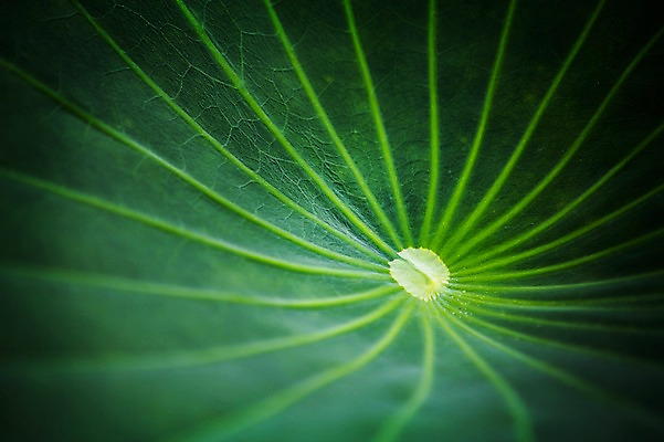 포토 JPG 주간 한국 근접촬영 사람없음 야외 연잎 시흥 관곡지 국내포토 자연요소 아시아 뷰포인트 잎 경기도 파일형식