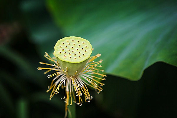 포토 JPG 주간 한국 연꽃 씨앗 근접촬영 사람없음 야외 이슬 연잎 시흥 관곡지 국내포토 자연요소 식물 꽃 아시아 뷰포인트 잎 경기도 파일형식