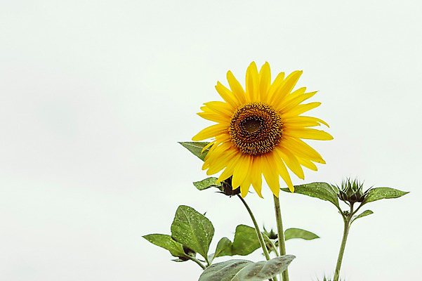 포토 JPG 주간 잎 한송이 해바라기 한국 사람없음 야외 노란색 시흥 관곡지 국내포토 자연요소 식물 1 꽃 아시아 컬러 송이 경기도 파일형식