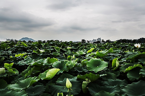 포토 JPG 주간 한국 연꽃 사람없음 야외 연잎 흐림 시흥 관곡지 국내포토 자연요소 꽃 아시아 잎 날씨 경기도 파일형식
