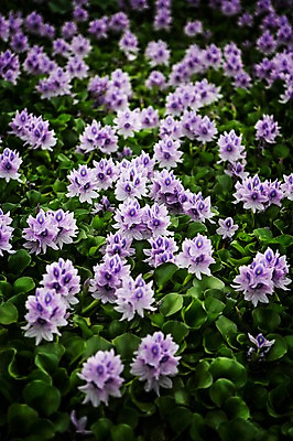 포토 JPG 주간 식물 여러송이 한국 사람없음 야외 보라색 부레옥잠 시흥 관곡지 국내포토 자연요소 아시아 컬러 다수 경기도 파일형식