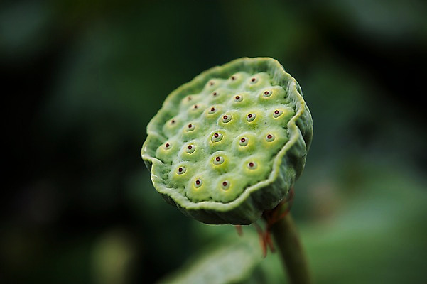 포토 JPG 주간 한국 연꽃 씨앗 근접촬영 사람없음 야외 아웃포커스 시흥 관곡지 국내포토 자연요소 식물 꽃 아시아 뷰포인트 촬영기법 경기도 파일형식