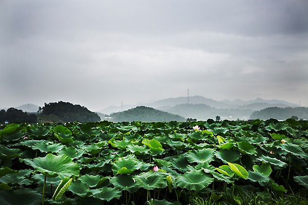 포토 JPG 주간 한국 연꽃 사람없음 야외 연잎 흐림 시흥 관곡지 국내포토 자연요소 꽃 아시아 잎 날씨 경기도 파일형식