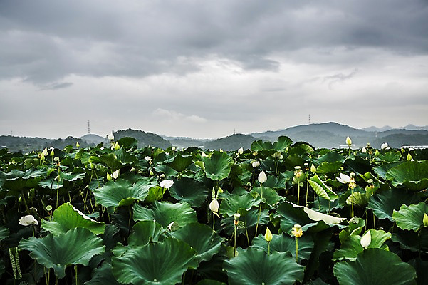 포토 JPG 주간 한국 연꽃 사람없음 야외 연잎 꽃봉오리 흐림 시흥 관곡지 국내포토 자연요소 꽃 아시아 잎 날씨 경기도 파일형식