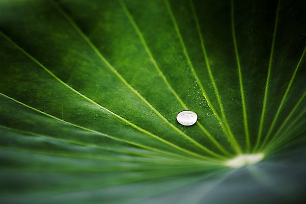포토 JPG 주간 한국 근접촬영 사람없음 야외 물방울 이슬 연잎 시흥 관곡지 국내포토 자연요소 아시아 뷰포인트 잎 경기도 파일형식