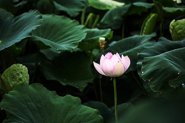 포토 JPG 주간 분홍색 한송이 한국 연꽃 사람없음 야외 연잎 시흥 관곡지 국내포토 자연요소 1 꽃 아시아 컬러 잎 송이 경기도 파일형식