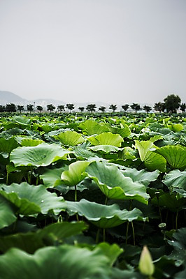 포토 JPG 주간 한국 사람없음 야외 연잎 흐림 시흥 관곡지 국내포토 자연요소 아시아 잎 날씨 경기도 파일형식