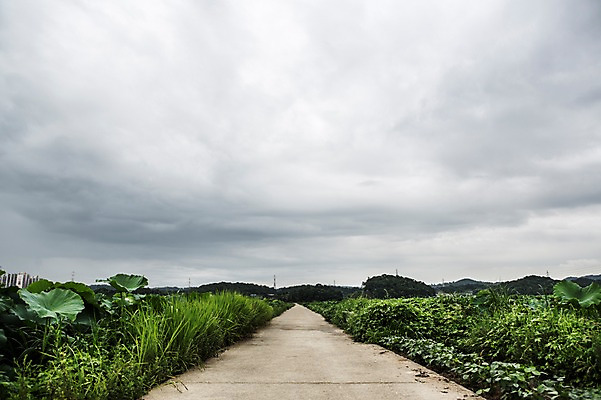 포토 JPG 주간 식물 길 한국 사람없음 야외 연잎 흐림 시흥 관곡지 국내포토 자연요소 아시아 잎 날씨 경기도 파일형식