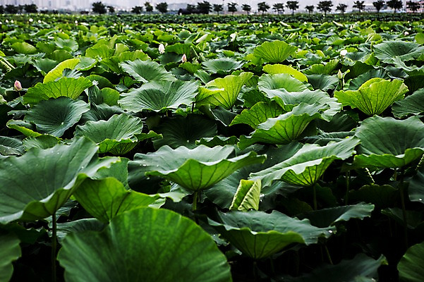 포토 JPG 주간 한국 사람없음 야외 초록색 연잎 시흥 관곡지 국내포토 자연요소 아시아 컬러 잎 경기도 파일형식