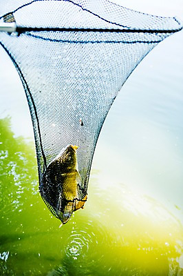 포토 JPG 주간 한마리 해외 유럽 호수 어류 사람없음 야외 뜰채 체코 국내포토 자연요소 1 나라 수중동물 낚시용품 파일형식