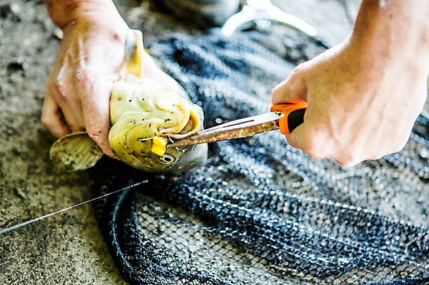 포토 JPG 주간 한마리 해외 손 남자 유럽 어류 한명 야외 신체부위 양손 잡기 뜰채 자르기 체코 펜치 니퍼 국내포토 자연요소 1 나라 모션 사람 수중동물 공구 낚시용품 파일형식