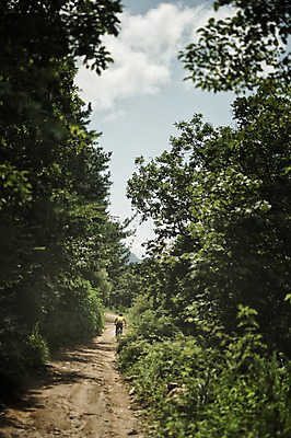 포토 JPG 주간 남자 한명 상반신 20대 야외 뒷모습 한국인 승차 사이클링 라이딩 비포장도로 산악자전거 양평 유명산 남자만 성인남자만 청년남자만 성인남자한명만 국내포토 자연요소 1 도로 뷰포인트 모션 산 사람 동양인 청년 자전거 육상스포츠 경기도 남자한명만 청년만 성인만 파일형식