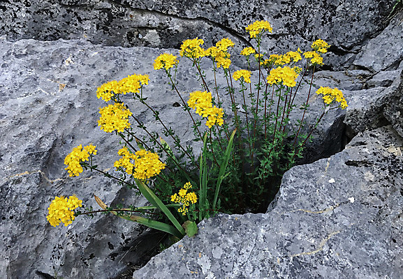 포토 JPG 해외이미지 식물 자연 사람없음 치료 우주 성장 약재 소중 꽃가루 산악지대 해외202004 해외포토 컨셉 의학 산 약 가루 생태계 파일형식 이미지허브