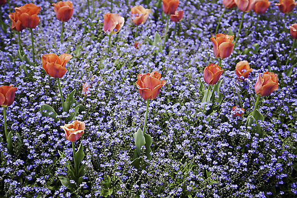 포토 JPG 해외이미지 식물 꽃잎 꽃 줄기 자연 해바라기 사람없음 야외 빨간색 파란색 컬러풀 태양 노란색 정원 맑음 성장 개화 큐브 원예 냄새 아로마 양귀비 알레르기 해외202004 해외포토 자연요소 컬러 날씨 취미 질병 생태계 파일형식 이미지허브