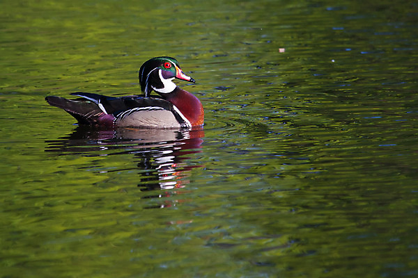 포토 JPG 해외이미지 호수 야생동물 날개 자연 조류 오리 사람없음 목재 빨간색 물 파란색 강 컬러풀 갈색 머리 검은색 수영 웹 에너지 연못 깃털 묘사 부리 북쪽 물새 청둥오리 물갈퀴 계산서 해외202004 해외포토 자연요소 나무 동물 컬러 인터넷 재료 신체부위 수상스포츠 방향 생태계 파일형식 이미지허브