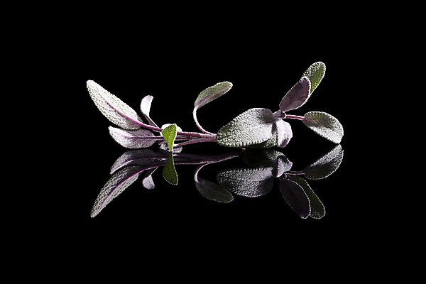 포토 JPG 해외이미지 스튜디오촬영 식물 음식 백그라운드 잎 재료 자연 건강 요리 사람없음 가로 초록색 약 반사 보라색 검은색 약재 나뭇가지 신선 고명 양념 맛 약초 허브 향신료 유기농 향기 아로마 향 아로마테라피 내추럴 고립 세이지 카피스페이스 해외202004 해외포토 나무 웰빙 컬러 컨셉 의학 실내 공백 풀_식물 생태계 냄새 테라피 향미료 파일형식 이미지허브