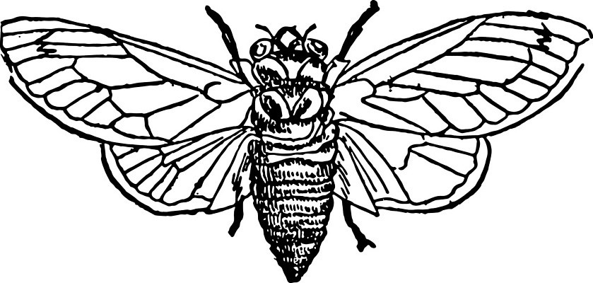 EPS 해외이미지 나무 선 일러스트 미술 검은색 수확 흰색 연도 그림 뿌리 판화 메뚜기 수유 해외202004 해외일러스트 식물 컬러 곤충 농업 문화예술 파일형식 벡터 이미지허브