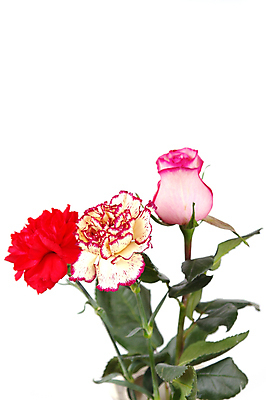 포토 JPG 해외이미지 식물 계절 꽃잎 꽃 꽃무늬 선물 사랑 사람없음 장식 빨간색 초록색 농장 장미 노란색 정원 보라색 축하 그룹 우아함 수집 배열 심볼 카네이션 원예 내추럴 고립 해외202004 해외포토 감정 컬러 컨셉 무늬 농업 취미 파일형식 이미지허브