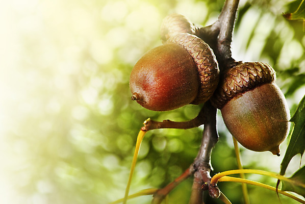 포토 JPG 해외이미지 나무 식물 디자인 계절 공원 백그라운드 컨셉 단풍 잎 과일 자연 프레임 풍경 사람없음 야외 목재 초록색 빛 햇빛 태양 갈색 환경 성장 가을 흰색 나뭇가지 황금 숲 묘사 유기농 질감 보케 도토리 추수감사절 내추럴 카피스페이스 해외202004 해외포토 자연요소 웰빙 공공시설 기독교 컬러 재료 공백 견과류 생태계 파일형식 이미지허브