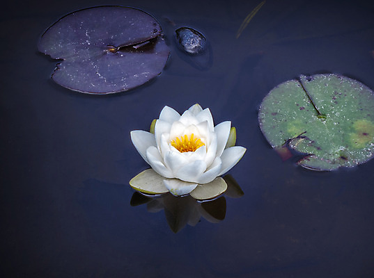 포토 JPG 해외이미지 식물 계절 공원 꽃잎 꽃 호수 선 백그라운드 잎 꽃무늬 자연 연꽃 사람없음 야외 초록색 물 여름 반사 노란색 평화 환경 정원 보라색 고요 봄 벚꽃 흰색 연못 신선 개화 백합 당구 명상 내추럴 고립 이국적 해외202004 해외포토 자연요소 공공시설 컬러 컨셉 무늬 구기 생태계 파일형식 이미지허브