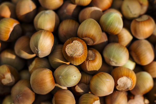 포토 JPG 해외이미지 식물 계절 음식 백그라운드 다이어트 과일 재료 자연 건조 건강 씨앗 사람없음 목재 갈색 노란색 쌓기 견과류 수확 껍질 가을 신선 그룹 맛 정상 오브젝트 유기농 질감 알맹이 날것 흙더미 내추럴 개암나무 식용 개암 해외202004 해외포토 나무 웰빙 열매 컬러 컨셉 농업 모션 흙 생태계 파일형식 더미 이미지허브