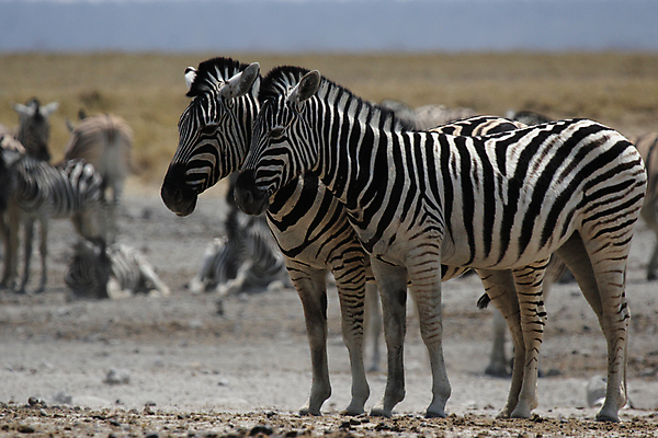 포토 JPG 해외이미지 동물 야생동물 2 포유류 아프리카 자연 털 사람없음 검은색 줄무늬 흰색 사파리 얼룩말 나미비아 스텝 해외202004 해외포토 나라 컬러 무늬 말_동물 생태계 남아프리카 파일형식 이미지허브