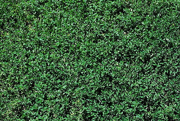 포토 JPG 해외이미지 식물 백그라운드 밭 자연 잔디 사람없음 초록색 봄 성장 질감 지역 해외202004 해외포토 계절 컬러 농업 생태계 파일형식 이미지허브