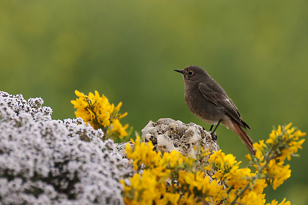 포토 JPG 해외이미지 동물 남자 유럽 얼굴 야생동물 곤충 오렌지 자연 조류 서기 사람없음 건물 목재 초록색 컬러풀 갈색 정원 검은색 봄 스페인 소프트포커스 숲 작음 깃털 부리 사냥꾼 서식지 내추럴 해외202004 해외포토 나무 직업 건축물 계절 나라 컬러 과일 재료 모션 촬영기법 사람 신체부위 크기 생태계 파일형식 이미지허브