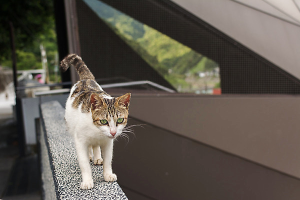 포토 JPG 해외이미지 주간 동물 라이프스타일 행복 포유류 자연 거리 털 사람없음 야외 반려동물 우주 고양이 줄무늬 산책 도시 달콤 편안함 작음 대만 낮잠 얼룩무늬 무료 해외202004 해외포토 자연요소 감정 아시아 무늬 휴식 생활 잠 감각 맛 크기 생태계 파일형식 이미지허브