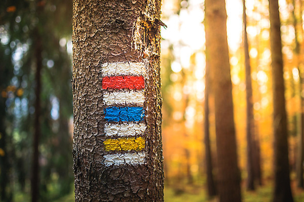 포토 JPG 해외이미지 나무 공원 도로 길 스포츠 여행 백그라운드 잎 패턴 자국 자연 표시 사람없음 야외 목재 여름 파란색 갈색 여행객 페인트 트래킹 하이킹 정보 가을 흰색 하트 깃발 숲 오솔길 방향 심볼 묘사 흔적 사인 질감 나무껍질 공지사항 내추럴 루트 방법 선로 오리엔테이션 해외202004 해외포토 모양 식물 계절 공공시설 컬러 무늬 재료 교통시설 레저 사람 껍질 생태계 파일형식 이미지허브