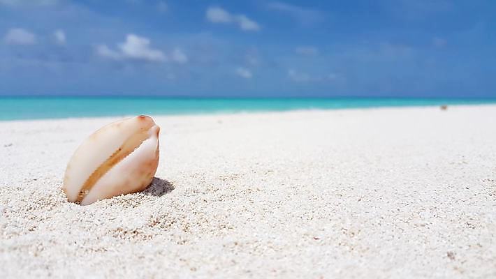 포토 JPG 해외이미지 모래 바다 섬 여행 백그라운드 자연 하늘 휴가 조개 휴식 따뜻함 풍경 사람없음 야외 물 여름 파란색 모래사장 태양 평화 맑음 껍질 흰색 석호 몰디브 이국적 터키석 파라다이스 수평선 해외202004 해외포토 자연요소 계절 아시아 컬러 컨셉 날씨 어패류 보석 생태계 파일형식 이미지허브